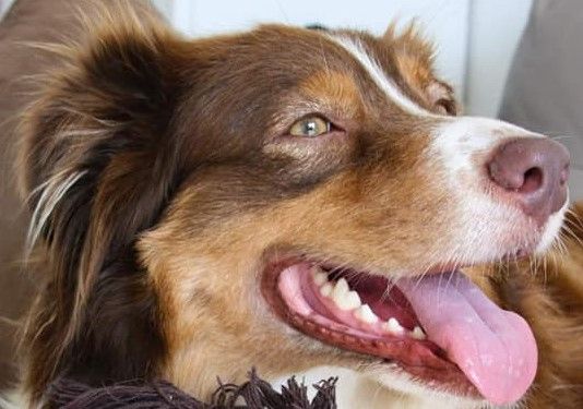 New hope du Haras des Pierres de Lune