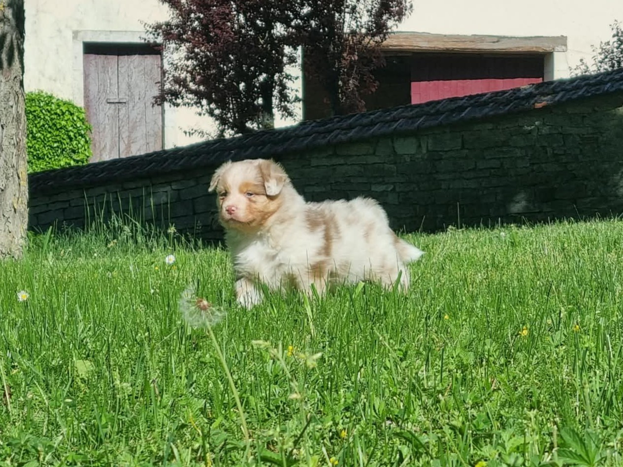 De L'Ange De L'Espoir - Chiots disponibles - Berger Australien