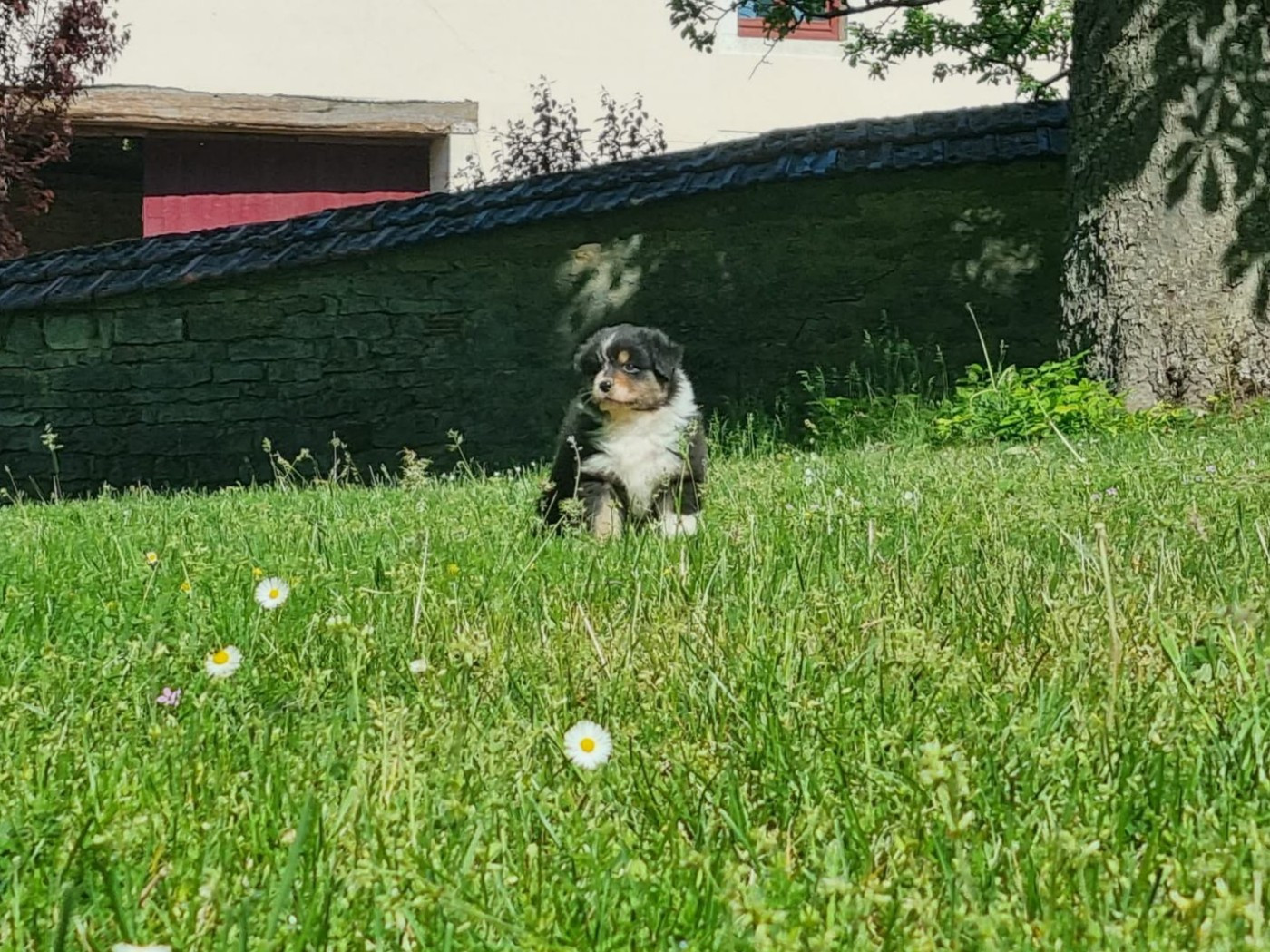 De L'Ange De L'Espoir - Chiots disponibles - Berger Australien