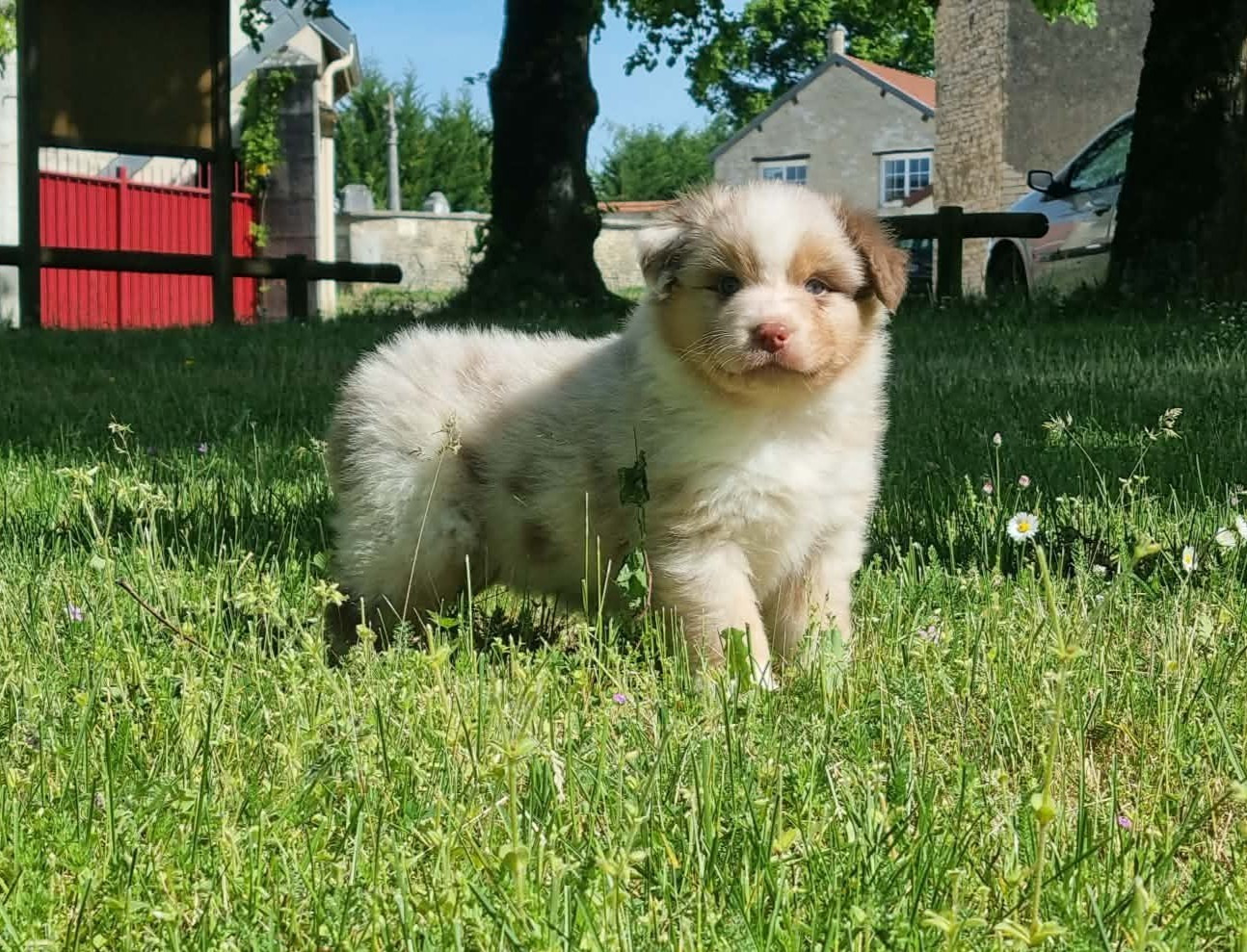 De L'Ange De L'Espoir - Chiots disponibles - Berger Australien