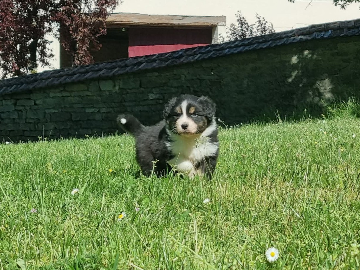 De L'Ange De L'Espoir - Chiots disponibles - Berger Australien