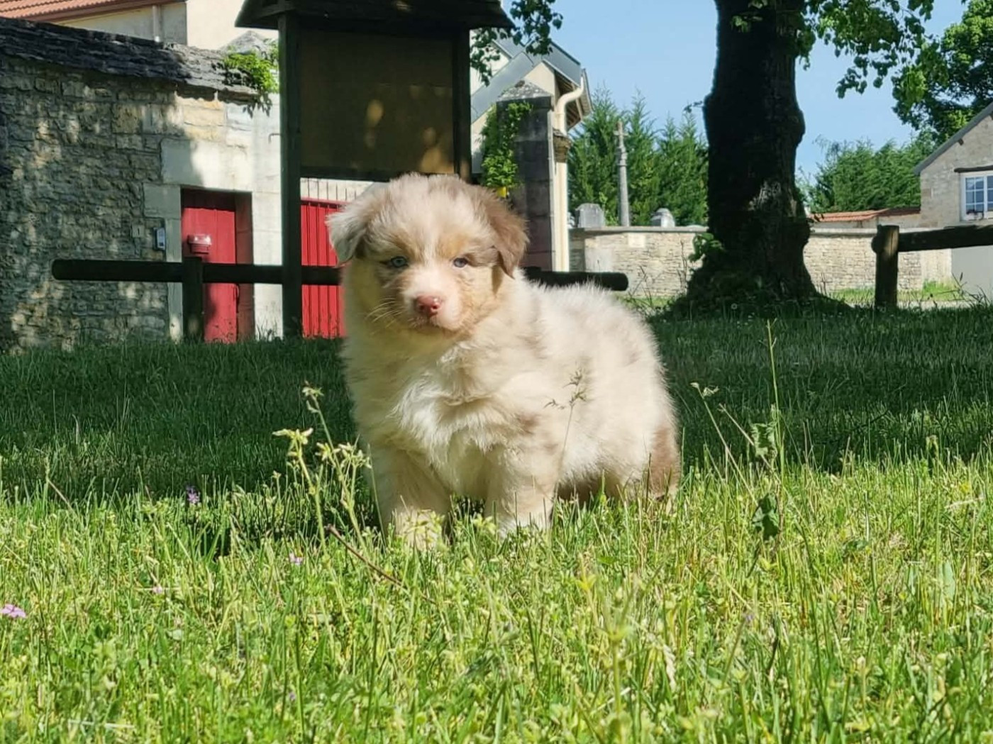 De L'Ange De L'Espoir - Chiots disponibles - Berger Australien