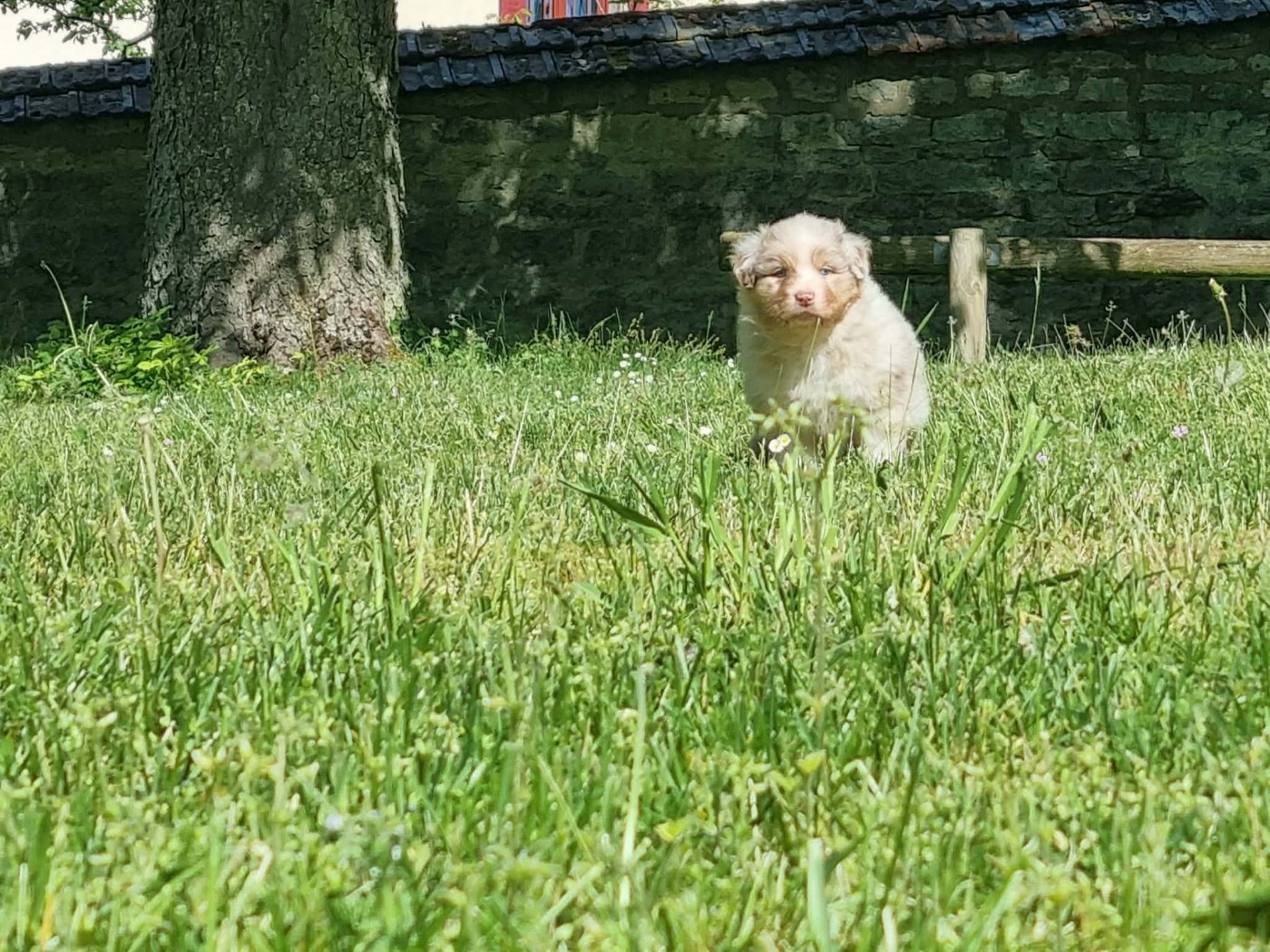 De L'Ange De L'Espoir - Chiots disponibles - Berger Australien
