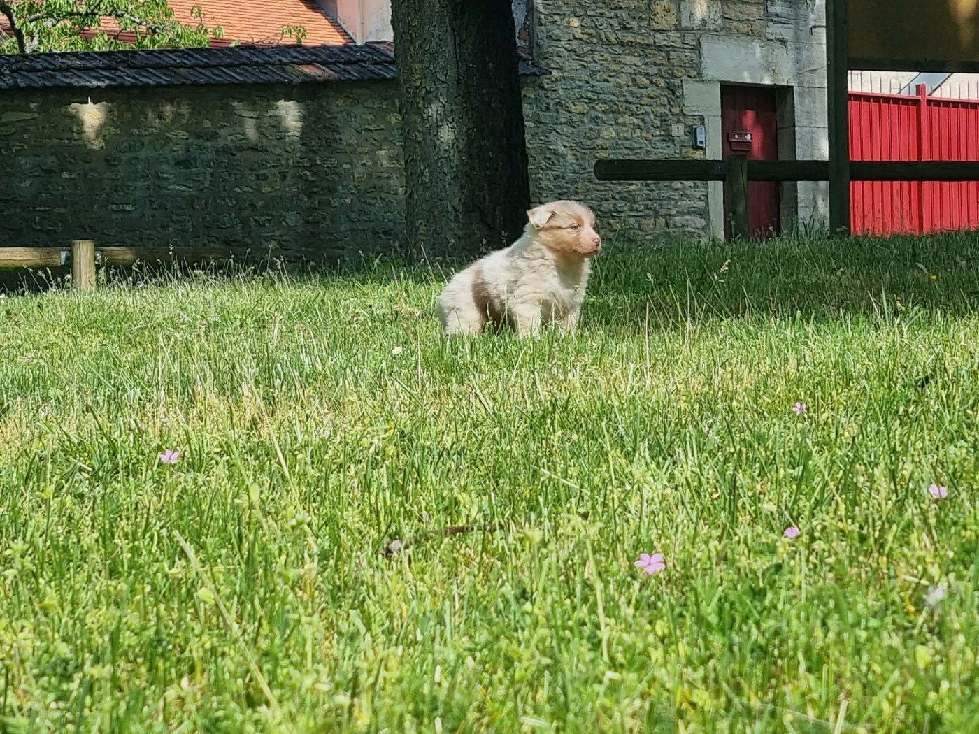 De L'Ange De L'Espoir - Chiots disponibles - Berger Australien