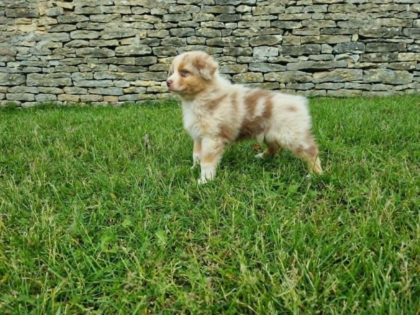 De L'Ange De L'Espoir - Chiots disponibles - Berger Australien