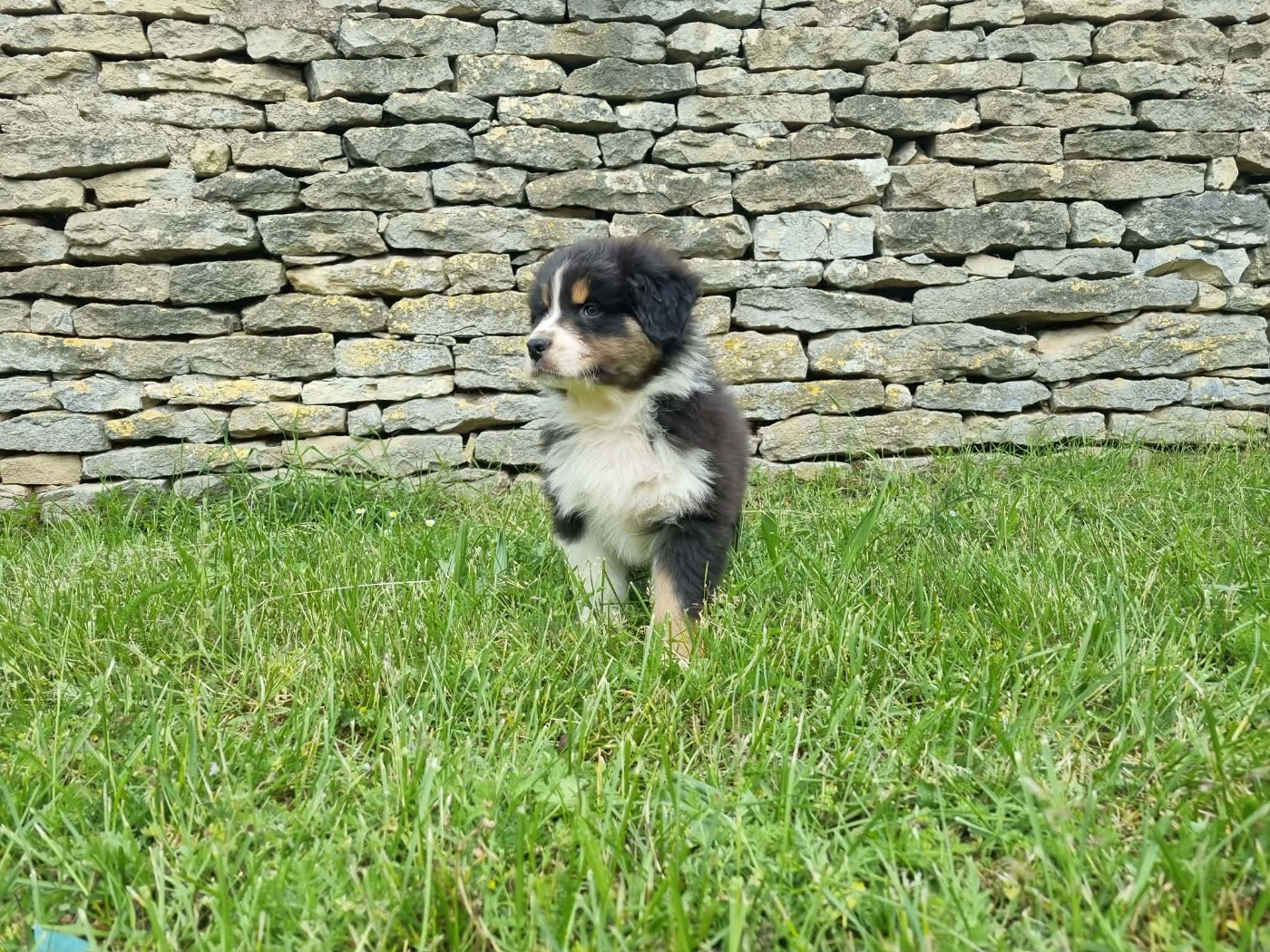 De L'Ange De L'Espoir - Chiots disponibles - Berger Australien