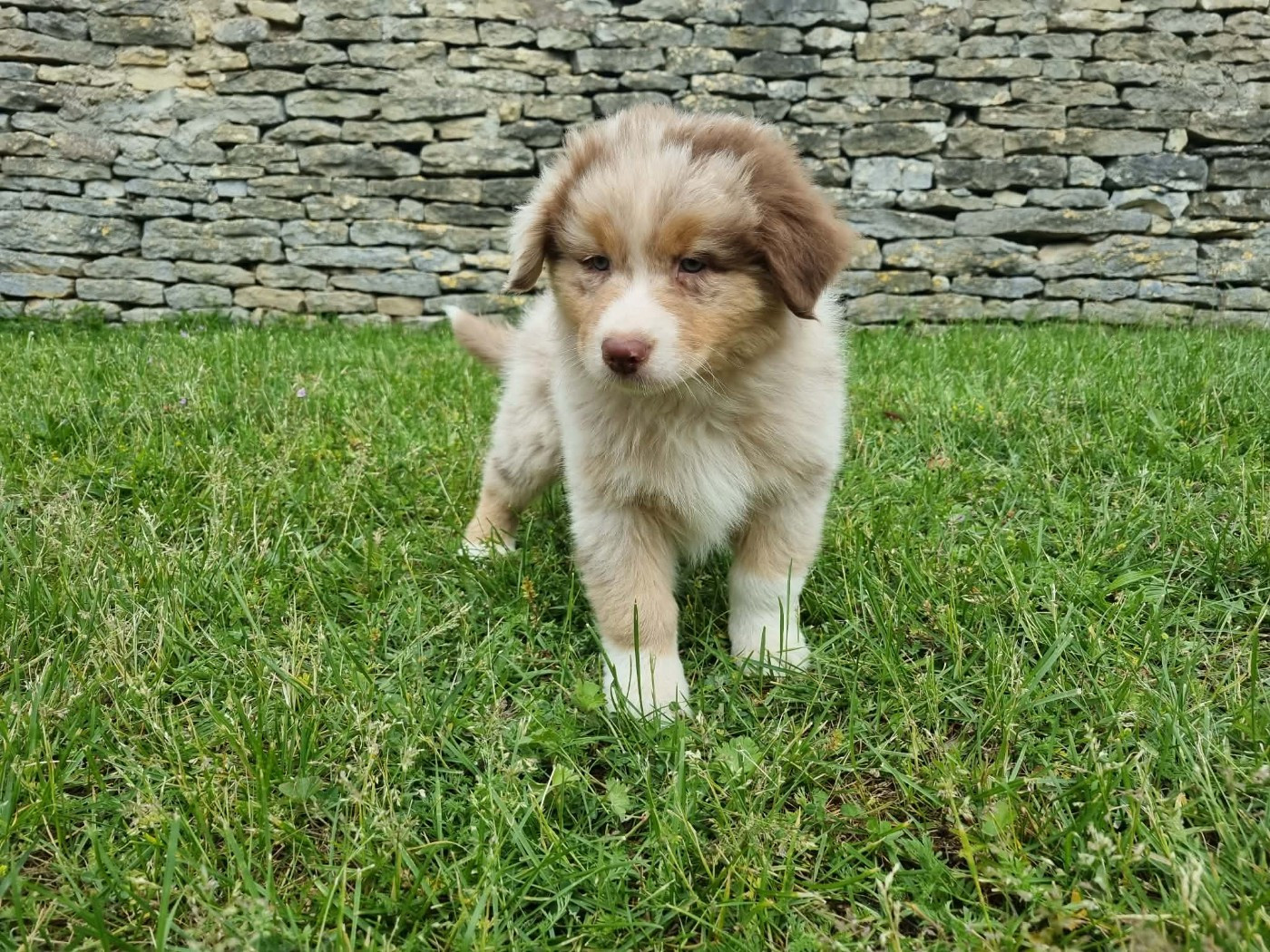 De L'Ange De L'Espoir - Chiots disponibles - Berger Australien