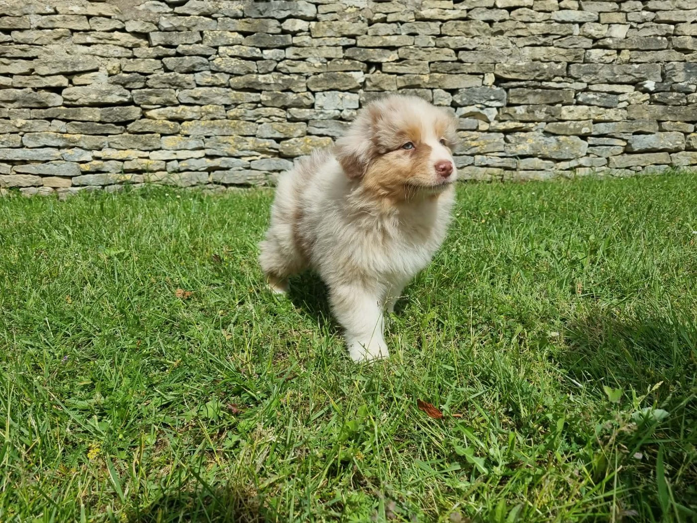 De L'Ange De L'Espoir - Chiots disponibles - Berger Australien