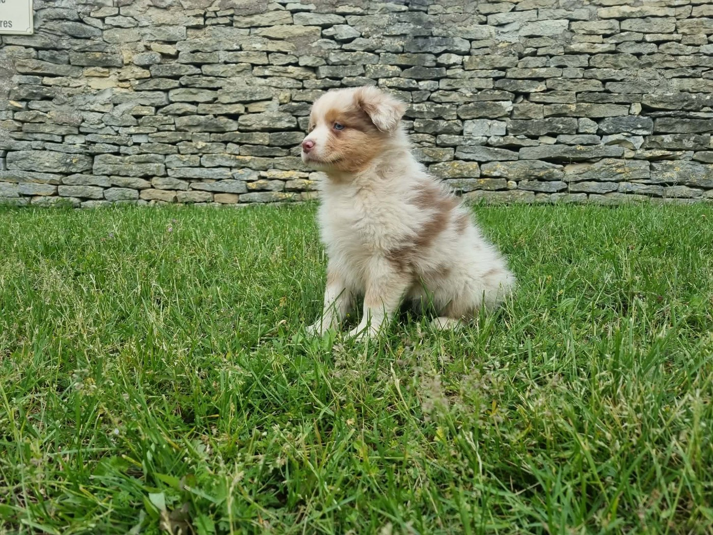 De L'Ange De L'Espoir - Chiots disponibles - Berger Australien
