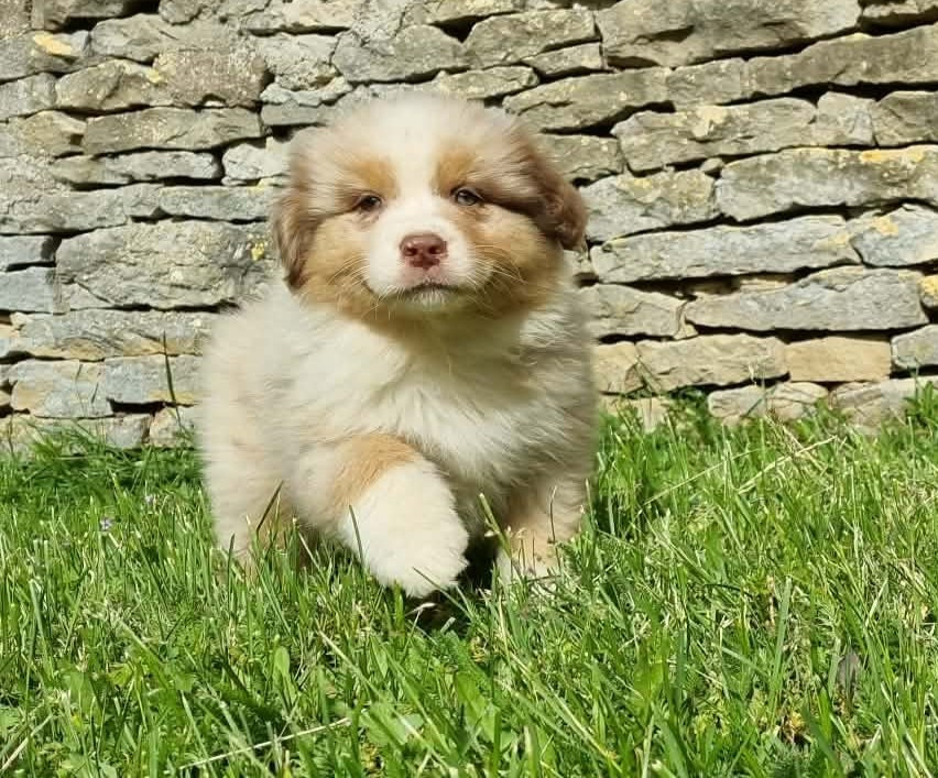 De L'Ange De L'Espoir - Chiots disponibles - Berger Australien