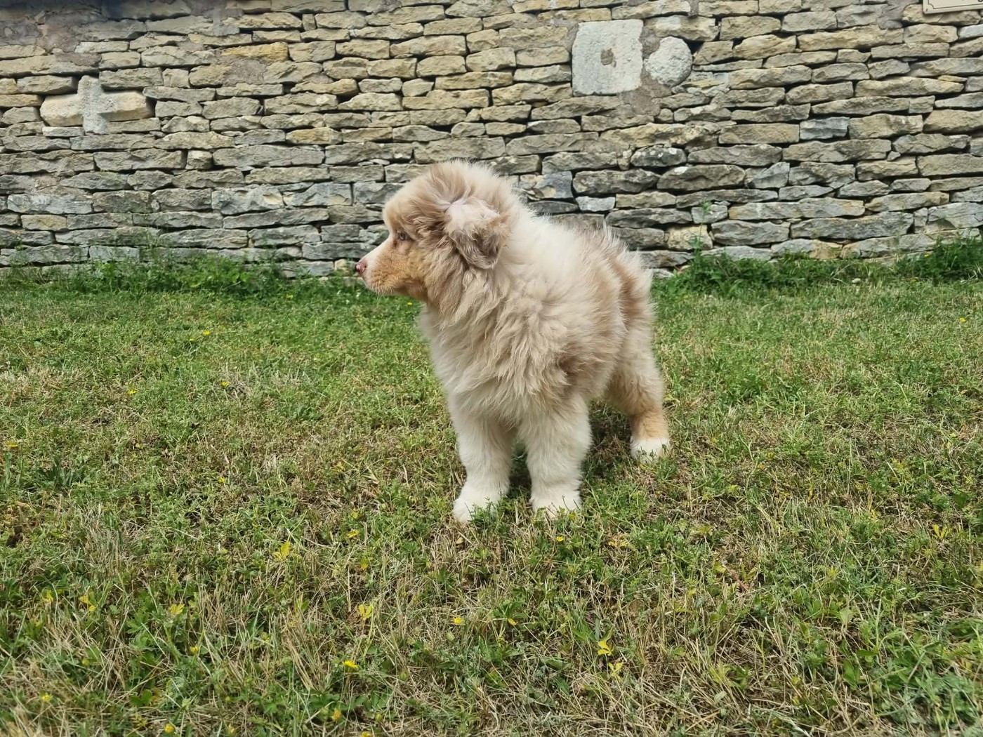De L'Ange De L'Espoir - Chiots disponibles - Berger Australien