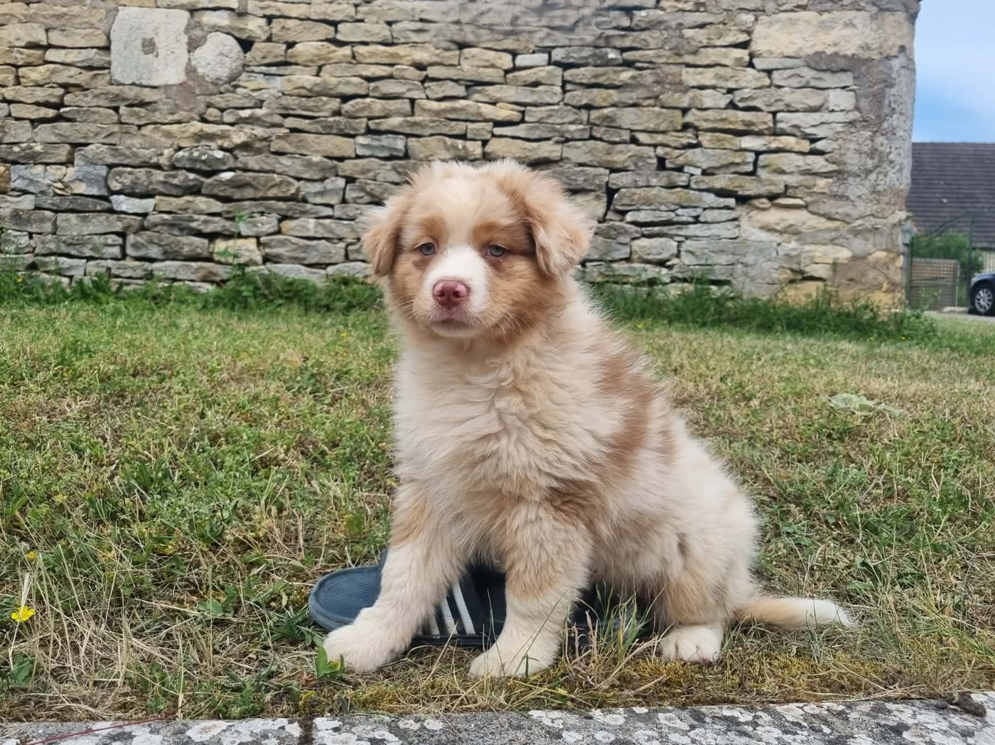 De L'Ange De L'Espoir - Chiots disponibles - Berger Australien