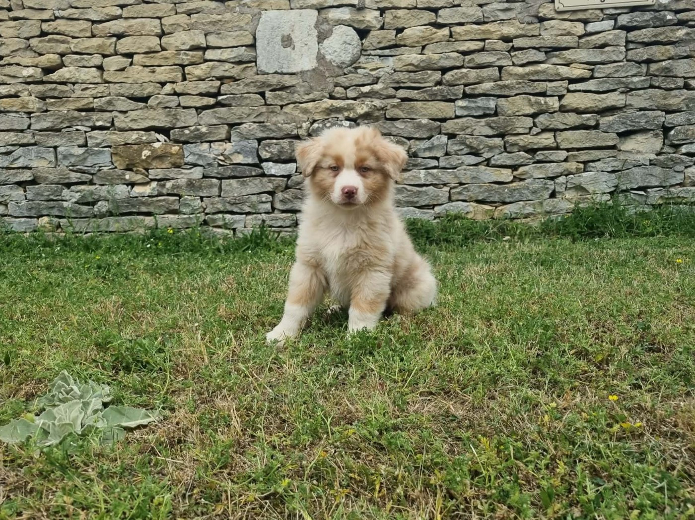 De L'Ange De L'Espoir - Chiots disponibles - Berger Australien