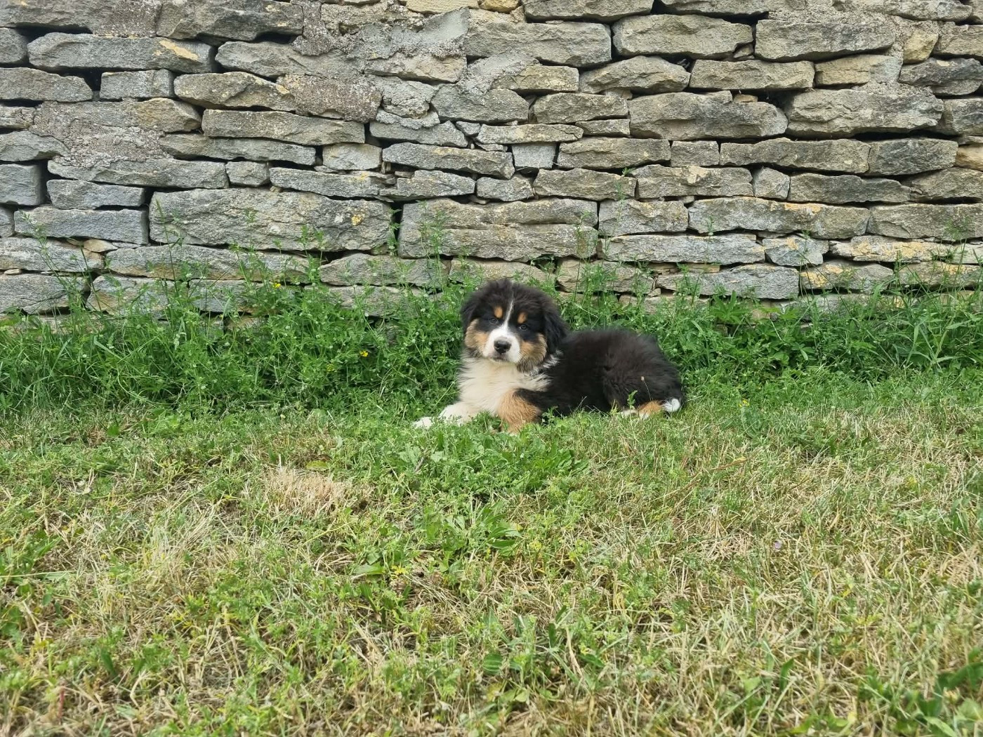 De L'Ange De L'Espoir - Chiots disponibles - Berger Australien