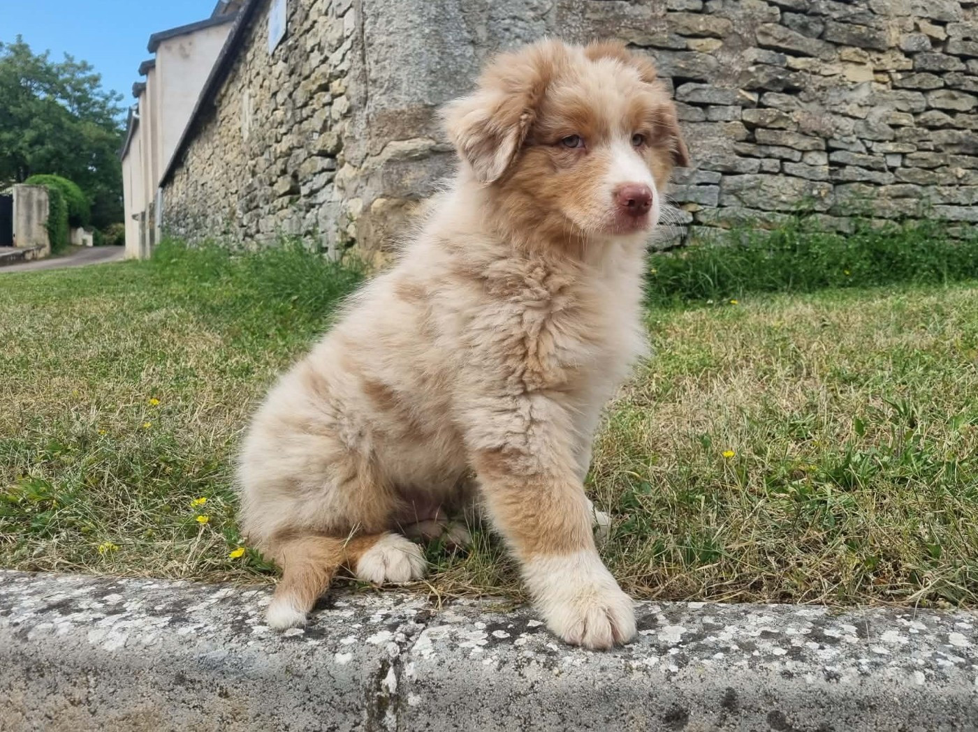 De L'Ange De L'Espoir - Chiots disponibles - Berger Australien