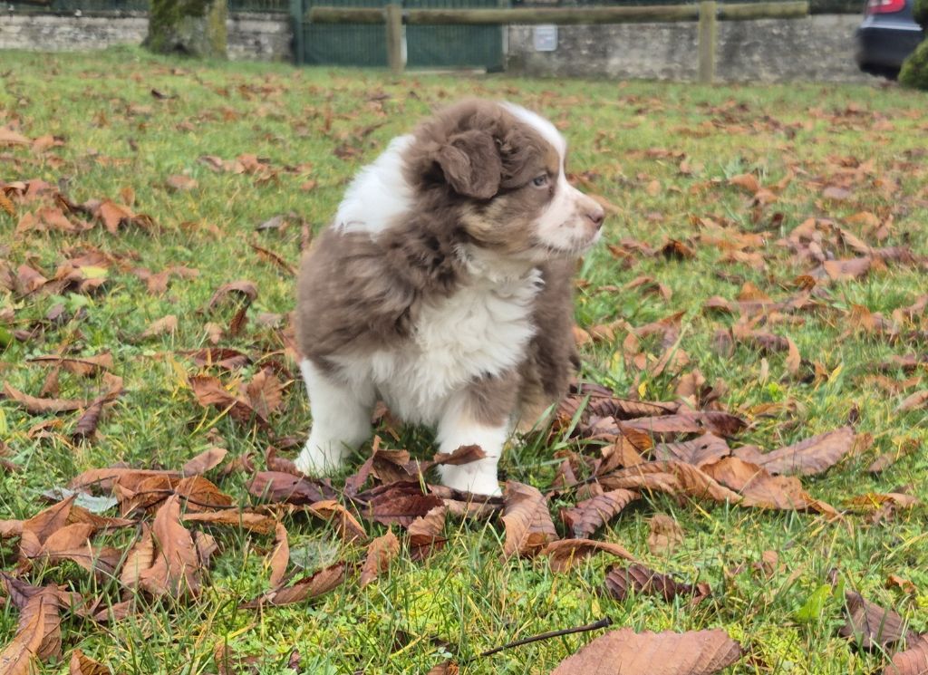 De L'Ange De L'Espoir - Chiots disponibles - Berger Australien