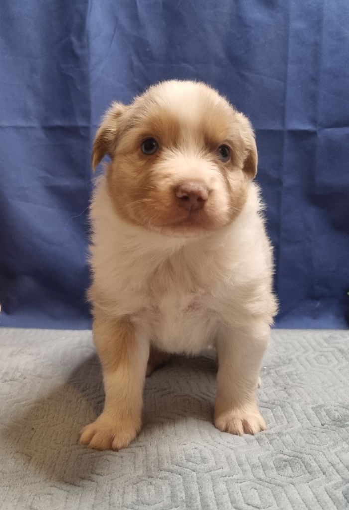 De L'Ange De L'Espoir - Chiots disponibles - Berger Australien