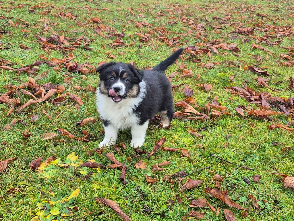 De L'Ange De L'Espoir - Chiots disponibles - Berger Australien