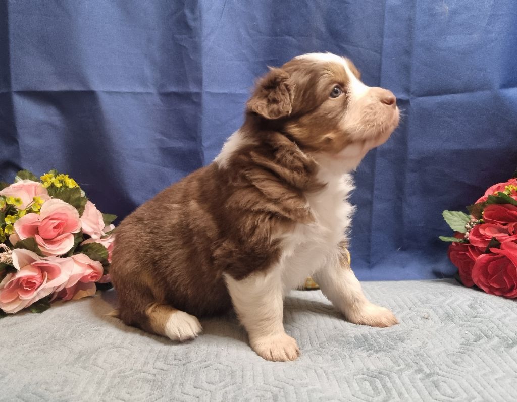 De L'Ange De L'Espoir - Chiots disponibles - Berger Australien