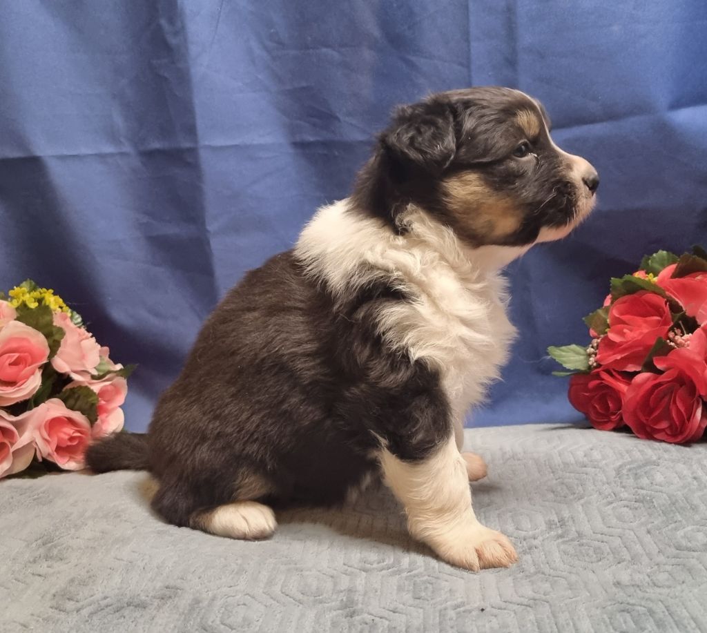 De L'Ange De L'Espoir - Chiots disponibles - Berger Australien