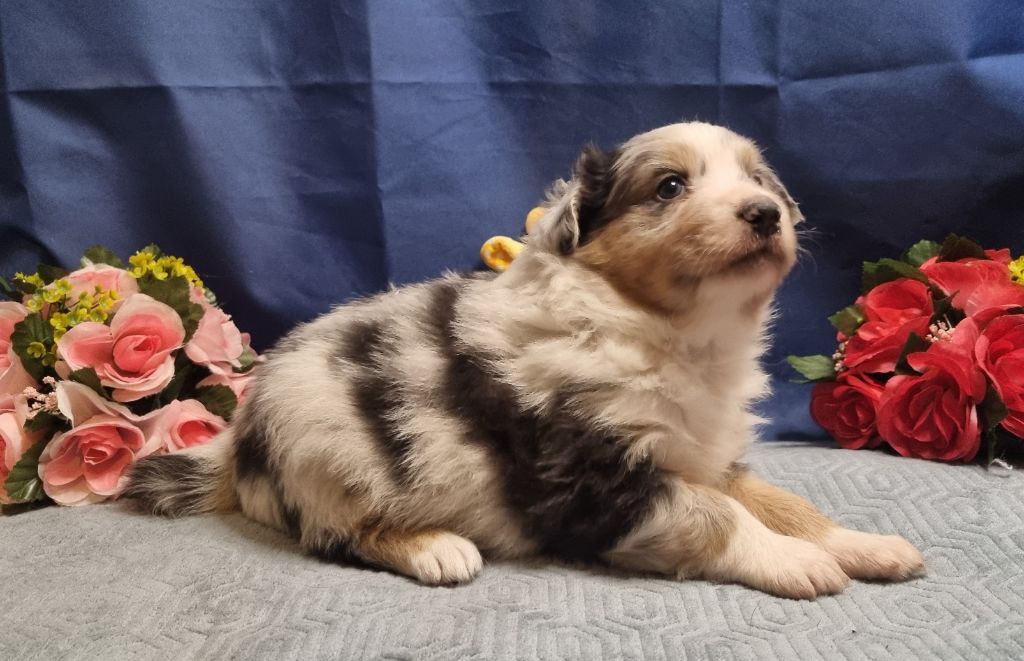 De L'Ange De L'Espoir - Chiots disponibles - Berger Australien