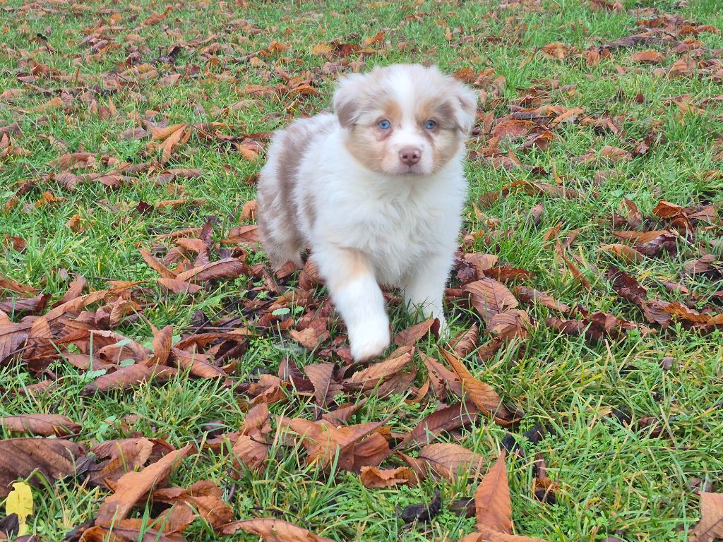 De L'Ange De L'Espoir - Chiots disponibles - Berger Australien