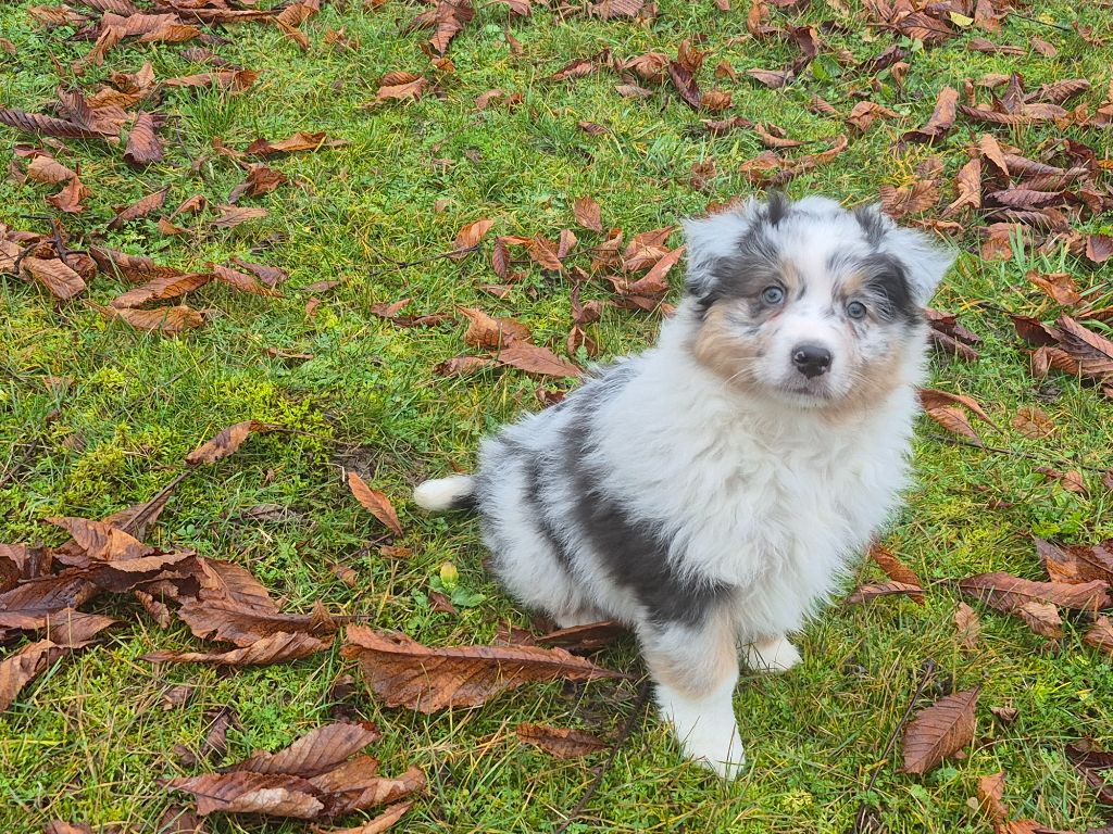 De L'Ange De L'Espoir - Chiots disponibles - Berger Australien